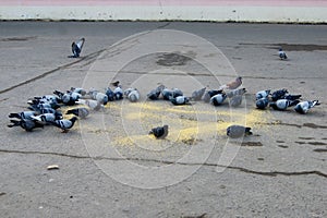 City pigeons eat millet fed by warmhearted people - yellow groats on gray asphalt, gray birds