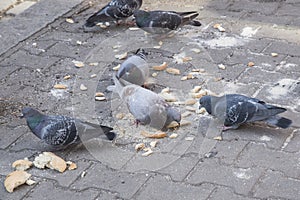 City pigeons eating on street