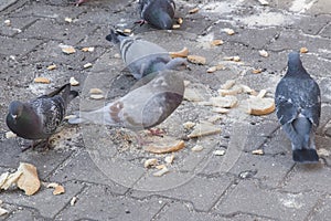 City pigeons eating on street