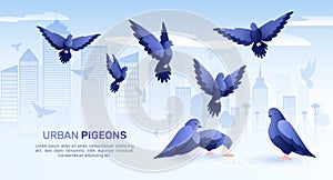 City Pigeons Flat Background