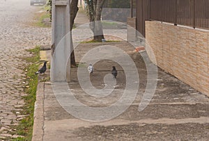 The city pigeons on the pedestrian sidewalk 02