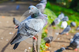 City pigeons perching on rusty fence