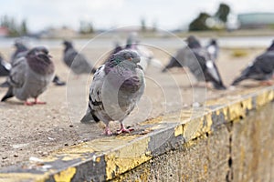 City pigeons in the port of Swinoujscie in Poland