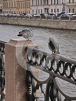 City pigeons sitting on the baluster railing