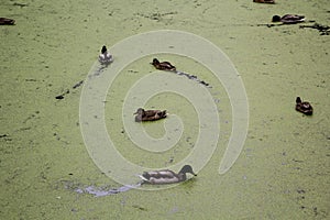 City pond overgrown with duckweed