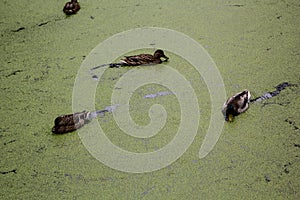 City pond overgrown with duckweed