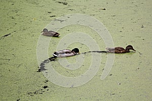 City pond overgrown with duckweed