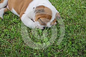 City Priekuli, Latvian Republic. English puppy bulldog sleep in grass. Aug. 10. 2019 photo