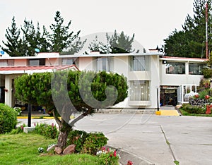 The city of Puno-Peru -ornamental tree  572