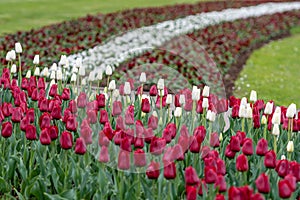 City Riga, Latvia Republic. Latvian flag from tulips, red and white. - image photo