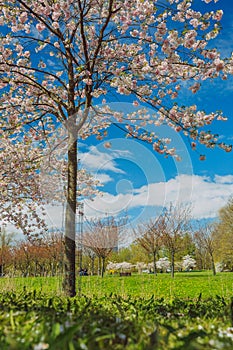 City, Riga, Latvia. Sakura park in park. Travel photo.0