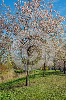 City, Riga, Latvia. Sakura park in park. Travel photo.0