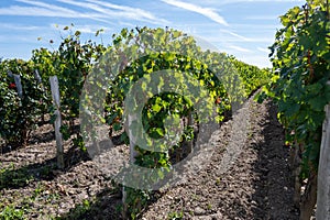 City road sign in Pomerol village, production of red Bordeaux wine, Merlot or Cabernet Sauvignon grapes on cru class vineyards in