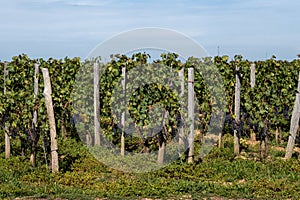 City road sign in Pomerol village, production of red Bordeaux wine, Merlot or Cabernet Sauvignon grapes on cru class vineyards in