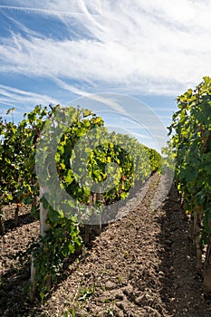 City road sign in Pomerol village, production of red Bordeaux wine, Merlot or Cabernet Sauvignon grapes on cru class vineyards in