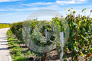 City road sign in Pomerol village, production of red Bordeaux wine, Merlot or Cabernet Sauvignon grapes on cru class vineyards in