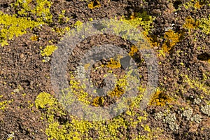 City of Rocks Desert Algae