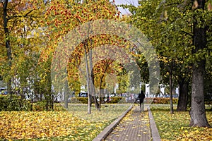 City`s picturesque boulevard in the autumn, yellow trees, wild Rowan with ashberry berries, single unrecognizable young