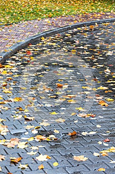 City sidewalk in autumn. yellow leaves on wet cobblestone.