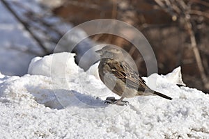 City sparrow in the snow