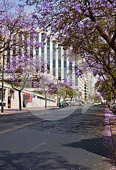 City spring landscape. Lisbon.