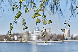 City spring landscape of Yekaterinburg, Russia. Birch branches, Dynamo stadium on bank of city pond.