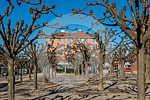 City square with many pruned trees and building early spring.