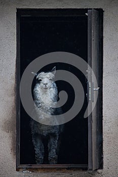 The city stands and looks out the door of the house the mistress of the alpaca