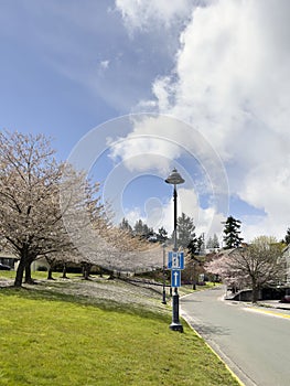 A city street lined with blossoming spring cherry trees and a sign pointing to an EV station.