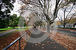 City street with railings, leafless trees and brown fallen leaves on ground in autumn.