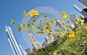 City sunflowers