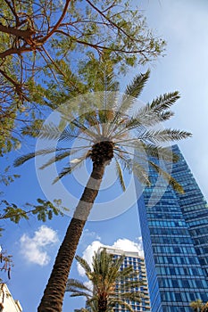 City of Tel Aviv upward urban view on sunny day. Traditional palms and towers against high blue sky