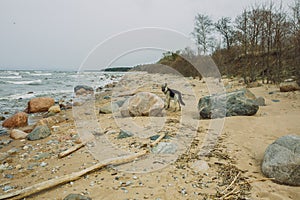 City Tuja, Latvia. Baltic sea beach with sand and rocks