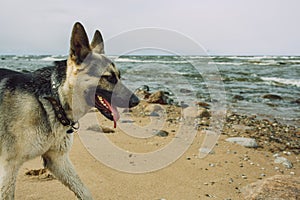 City Tuja, Latvia. Dog walked on the beach.Travel photo
