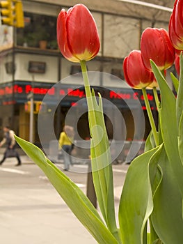 City Tulips