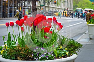 City Tulips