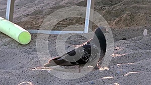 A city turtledove walking on a sandy beach at sunset. Bird.