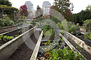 City vegetable garden