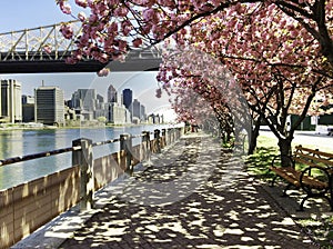 City View with Cherry Blossoms, New York