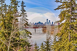 City View Between Forest Trees