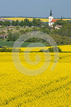 City and yellow rapeseed field in landscape