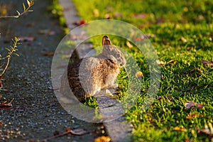 Citylife, modern park in Milan, Italy. A rabbit