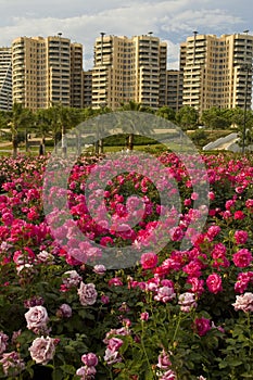 Citypark with skyscrapers