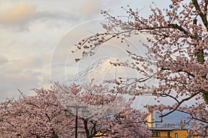 Cityscape with cherry blossom and mount Fuji in sprint season at Fujinomiya, Shizuoka prefecture, Japan