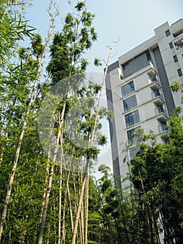 Cityscape and green environment