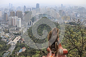 Cityscape of Guiyang at noon, Guizhou Province, China with monkey on foreground.