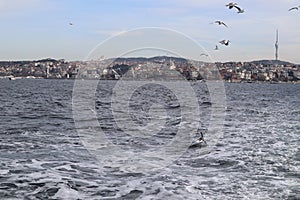 Cityscape of Istanbul seen through waters with seagulls flying abo