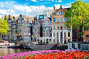 Cityscape view of the canal of Amsterdam in summer with a blue sky, houseboat and traditional old houses. Colorful spring tulips