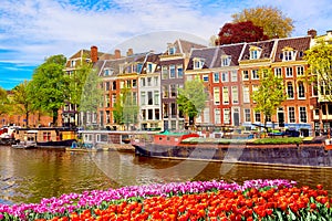 Cityscape view of the canal of Amsterdam in summer with a blue sky and traditional old houses. Colorful spring tulips flowerbed on