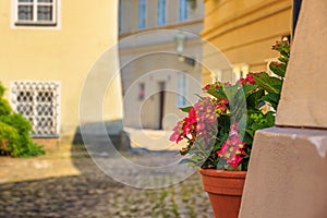 Cityscape - view of the flowers on the narrow streets of the Novy Svet ancient quarter, Prague